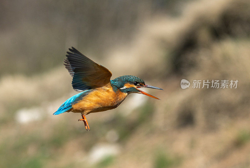 会飞的雌性普通翠鸟(Alcedo atthis)